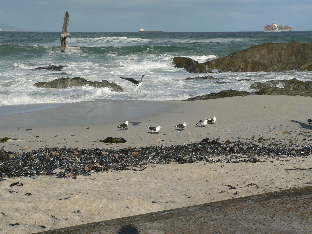 Bloubergviews Bloubergstrand
